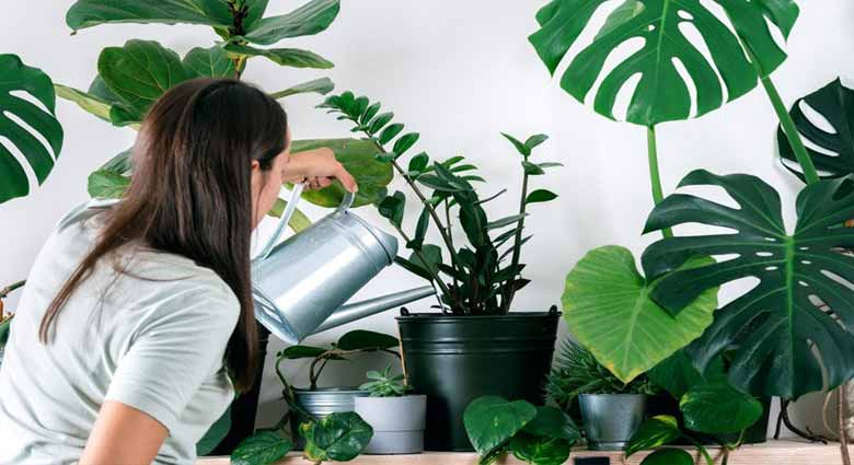 اصول انتخاب محیط مناسب برای پرورش گل و گیاه